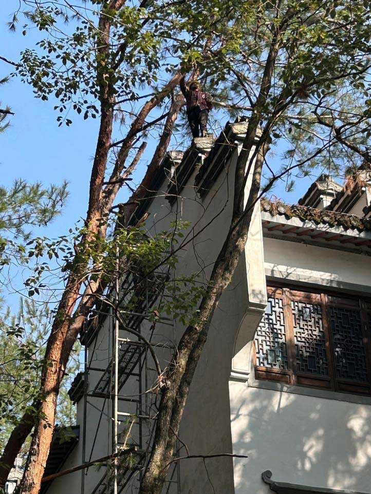 排除隱患，國資公司砍樹解民憂
